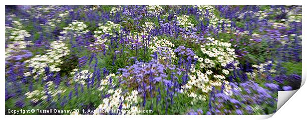 Summer Perennial Blooms Print by Russell Deaney