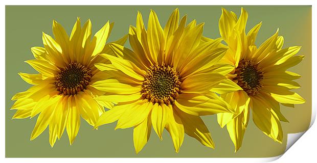 Sunflower medley Print by Valerie Anne Kelly