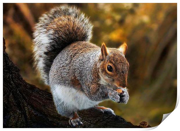 Squirrel retreat Print by Valerie Anne Kelly