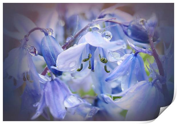Bluebell glade Print by Valerie Anne Kelly