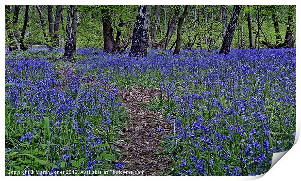 The Bluebells of Kings Wood Print by K7 Photography