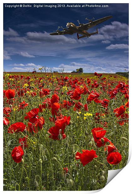 Poppies Print by K7 Photography