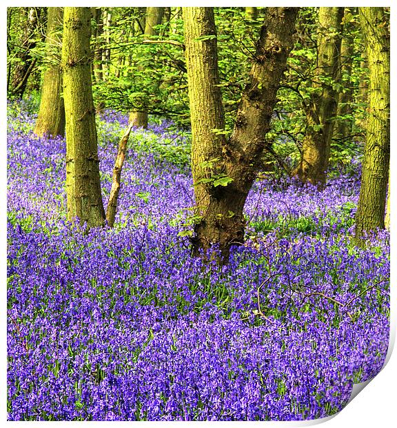 Enchanting Bluebell Woods Print by K7 Photography