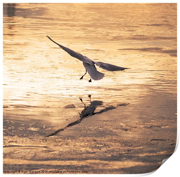 Gull Landing on Ice Print by Nigel Bangert
