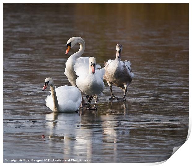 Swan Family on Ice Print by Nigel Bangert