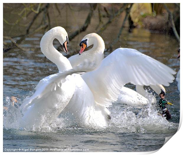 Swan Fight Print by Nigel Bangert