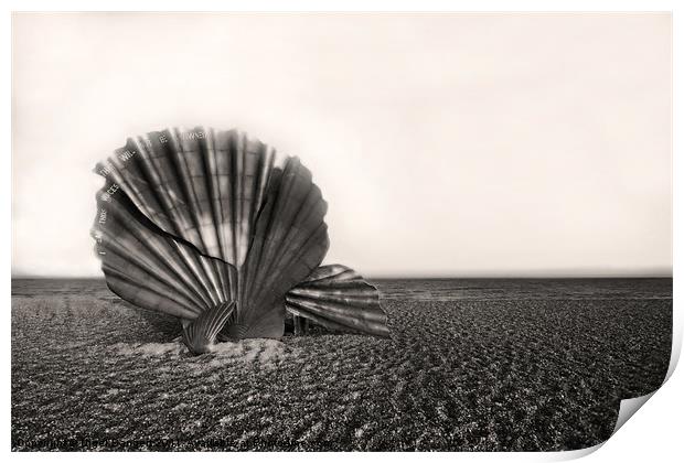 Shell Sculpture Print by Nigel Bangert