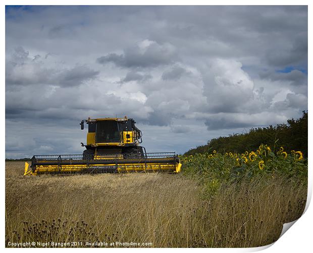 Combine and Sunflowers Print by Nigel Bangert