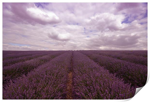 Lavender Field Print by Nigel Bangert