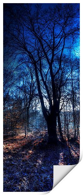 Epping Forest in Winter Print by Nigel Bangert