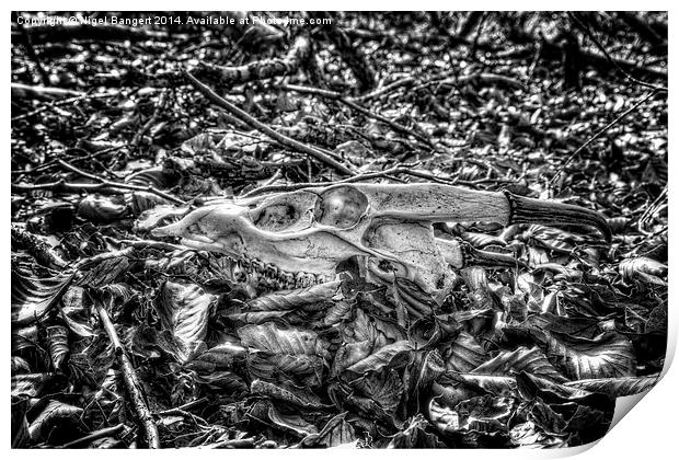 Muntjac Skull Print by Nigel Bangert