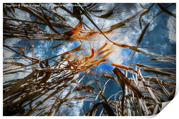  Wheat Field Print by Nigel Bangert