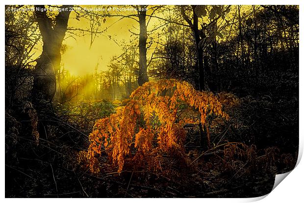  Winter Sunlight Print by Nigel Bangert