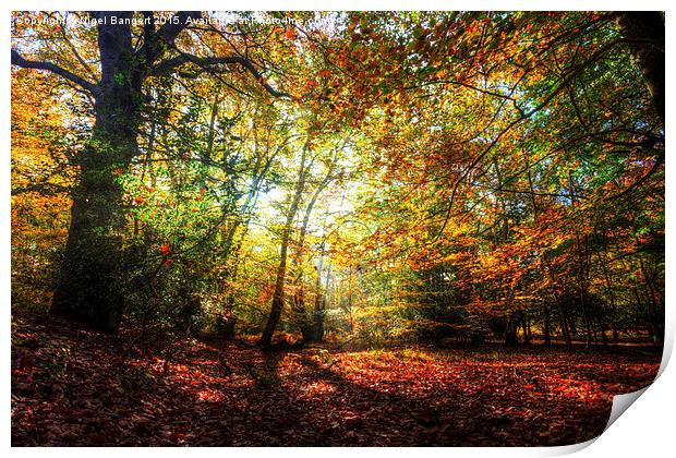 Sunlight Through Autumn Leaves Print by Nigel Bangert