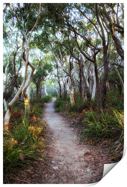 A Walk Through The Trees Print by Alison Johnston