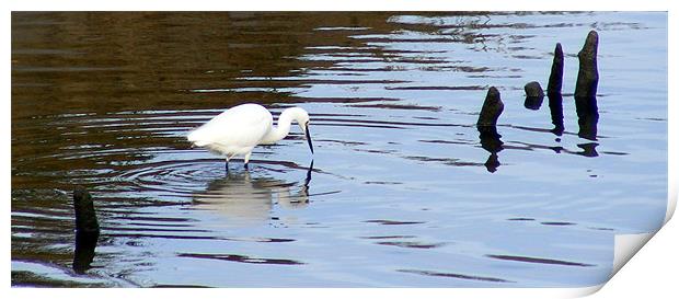 Little Egret Print by Ali Kernick