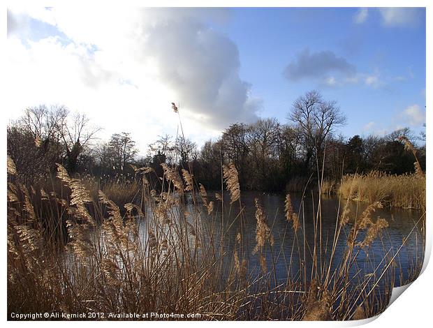 Hayling Pond Print by Ali Kernick