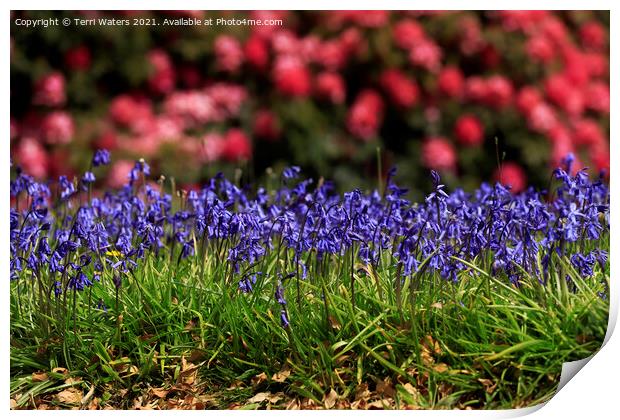 Spring Flowers Print by Terri Waters