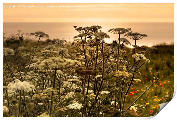 Wild Flowers at Sunset Print by Terri Waters