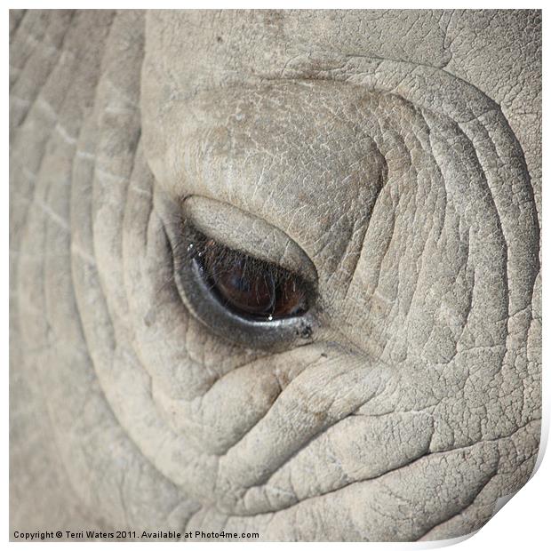Eye of the Rhino Print by Terri Waters