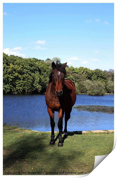 New Forest pony Print by Terri Waters
