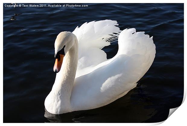 Swan on the Itchen Print by Terri Waters