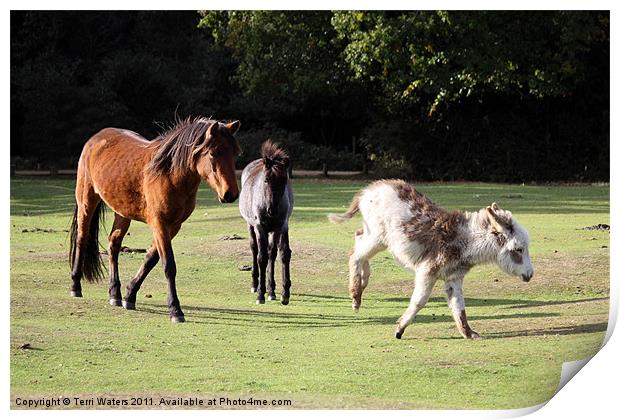 Animals of the New Forest Print by Terri Waters