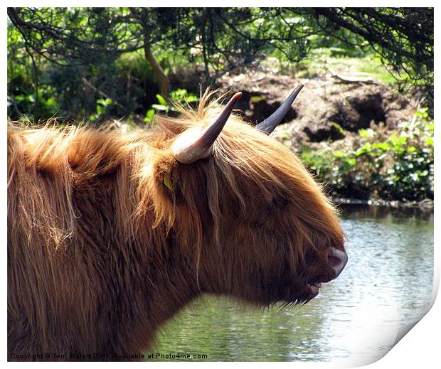 Highland cattle at the pond Print by Terri Waters