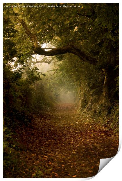 Autumn Tree Tunnel Print by Terri Waters