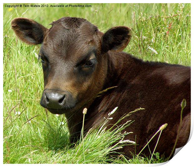 How Now Brown Cow Print by Terri Waters