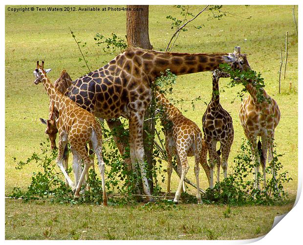 A Muddle of Giraffes Print by Terri Waters