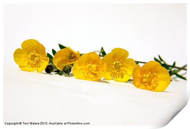5 Bright Yellow Buttercups Print by Terri Waters