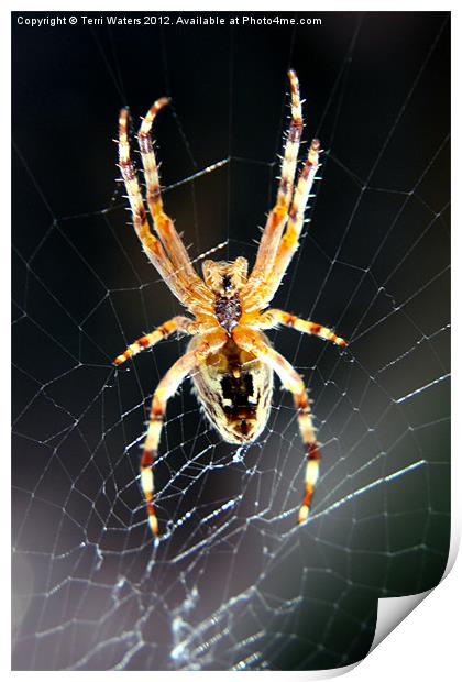 Incy Wincy Spider Print by Terri Waters