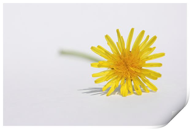 Yellow Dandelion Taraxacum Print by Terri Waters