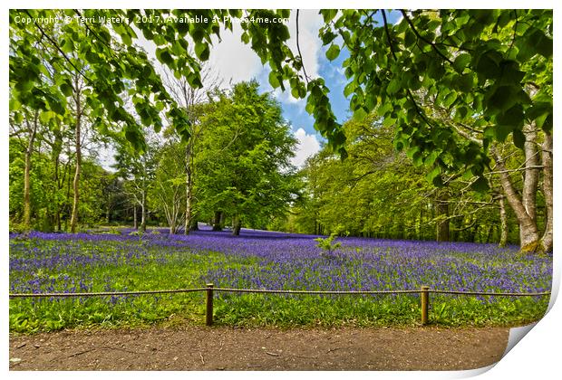 Bluebells At Enys Print by Terri Waters