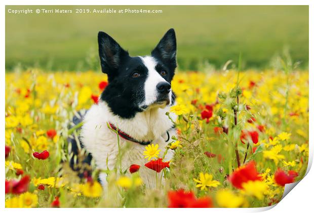 Dog Sitting Pretty in the Flowers Print by Terri Waters