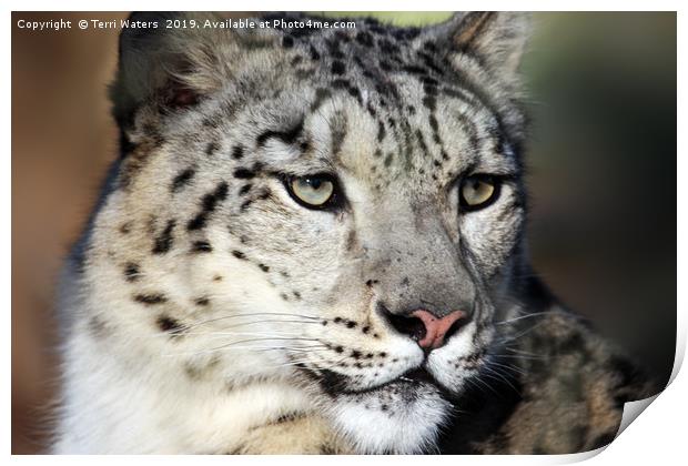 Snow Leopard Uncia Uncia Print by Terri Waters