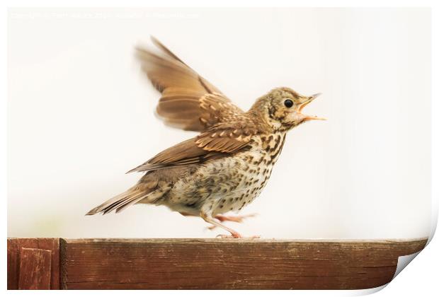 Excited Thrush Print by Terri Waters