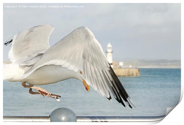 St Ives Seagull Print by Terri Waters