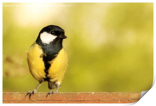 Great Tit on a Fence Print by Terri Waters