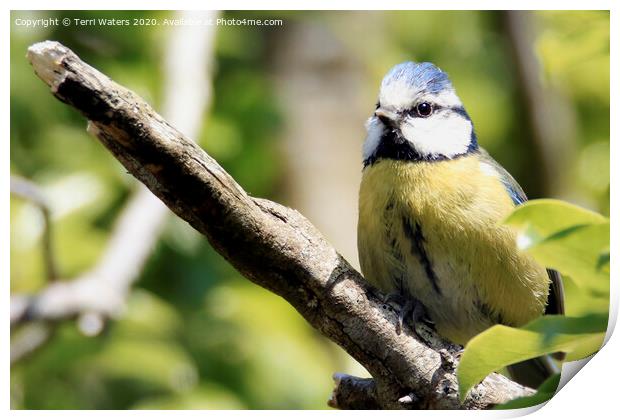 Blue Tit on a Branch Print by Terri Waters