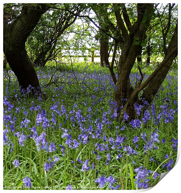 Bluebell Wood, Cranfield Print by DEE- Diana Cosford