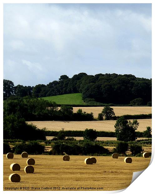 Hay Bales Bedfordshire 2 Print by DEE- Diana Cosford