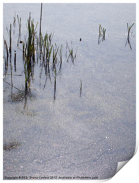 Grasses in sparkling lake Print by DEE- Diana Cosford