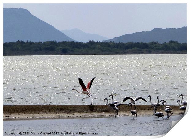 Flamingo take-off, Gialova Lagoon, Greece Print by DEE- Diana Cosford