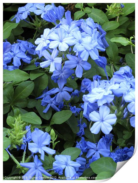 Blue Plumbago, Athens, Greece Print by DEE- Diana Cosford
