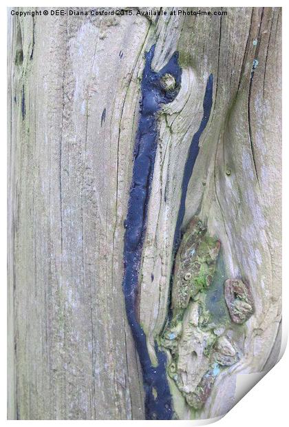 Tree Bark Ashdown Park Hotel  Print by DEE- Diana Cosford