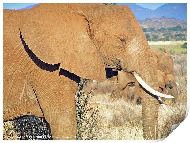 AFRICAN ELEPHANT ON THE MASAI MARA Print by ANDREA GREEN