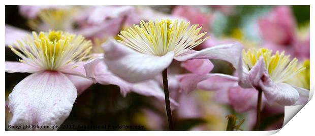 Pink Clematis Print by karen grist