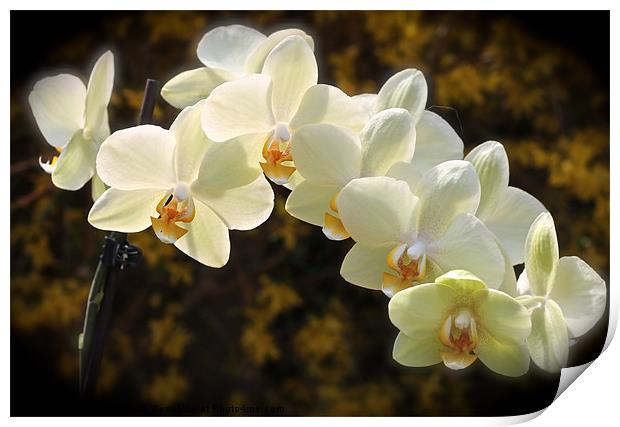 sunlight on orchids Print by karen grist